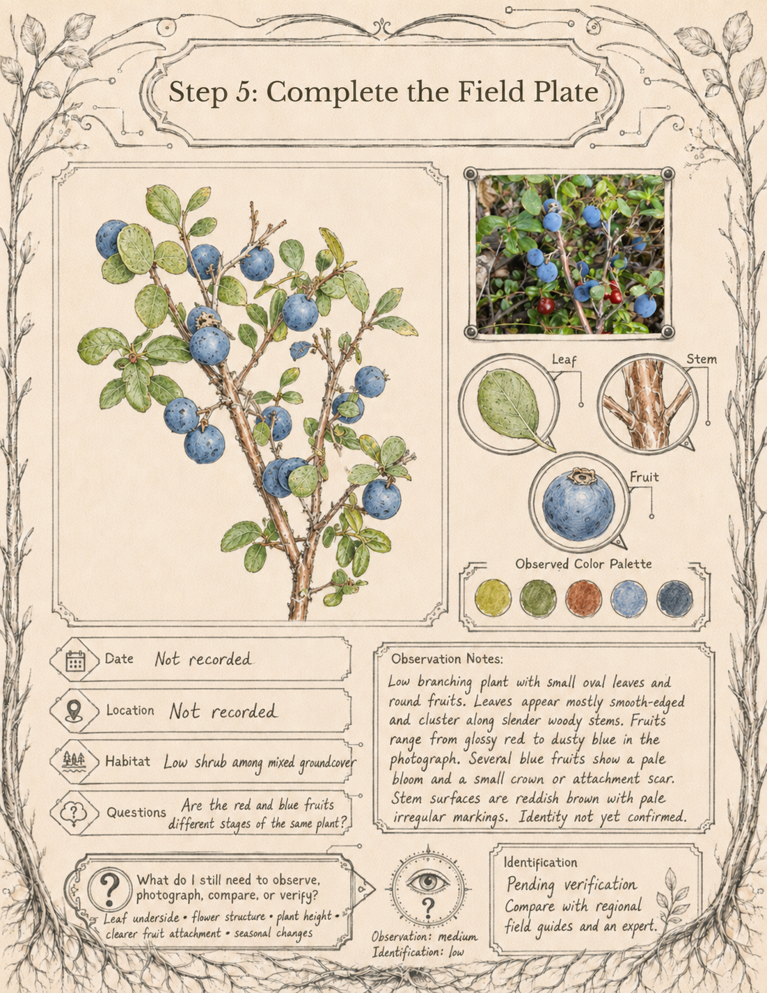 The Wild Northern Botanist: Field Quest 01